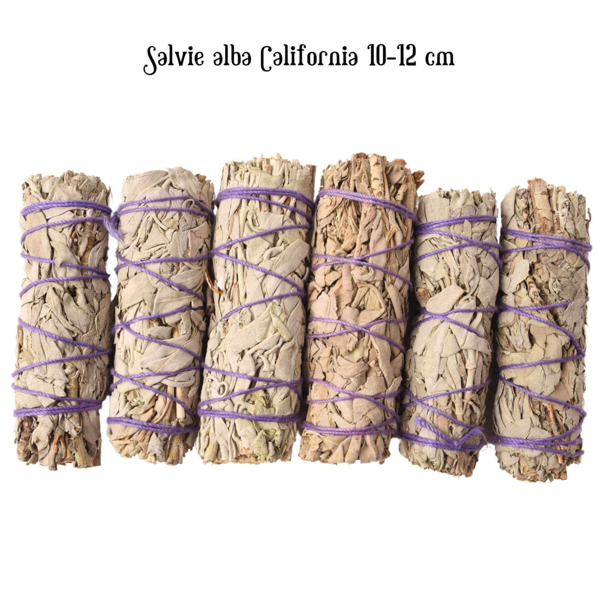 Buchet Salvie Alba California 10-12 cm